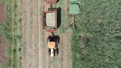 Mesmo com perspectiva de queda na safra da cana-de-açúcar, estoque é suficiente, diz Unica