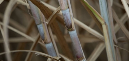 MME edita portaria que considera prioritário projeto de etanol e biomassa