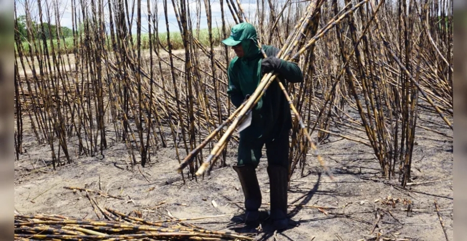 Corte manual de cana emprega cerca de 30 mil trabalhadores em Alagoas - Foto: Edivaldo Júnior