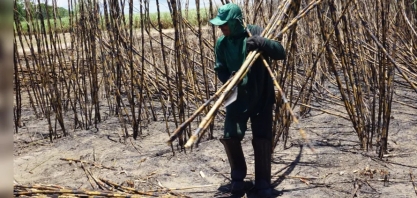 Corte de cana: o fim de uma era nos canaviais de Alagoas