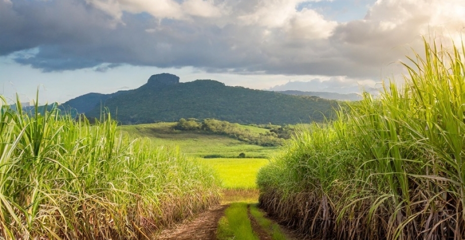 Painel 'Caminhos para o Produtor do Futuro' será realizado no dia 11, às 15 horas, durante o Cana Summit