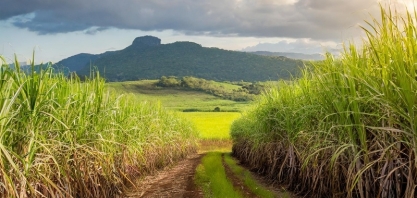 Sustentabilidade, tecnologia e gestão nas propriedades serão debatidos durante o Cana Summit