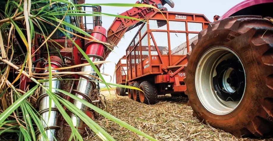 Colheita de cana-de-açúcar (Emiliano Capozoli/Exame)