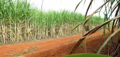 Preços do etanol hidratado e anidro sobem no final da safra 2023/24