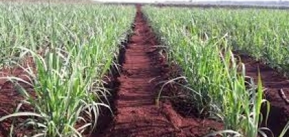 Santander Datagro abertura de safra: RenovaBio também é indutor de ganhos de eficiência nas áreas agrícola e industrial das usinas, diz Embrapa