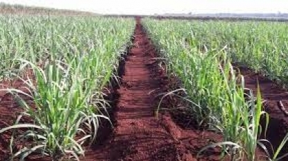 Santander Datagro abertura de safra: RenovaBio também é indutor de ganhos de eficiência nas áreas agrícola e industrial das usinas, diz Embrapa