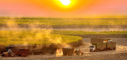 Safra Canavieira 2024-25 no Centro-Sul começa oficialmente em 1º de abril, mas o ritmo da colheita já está embalado