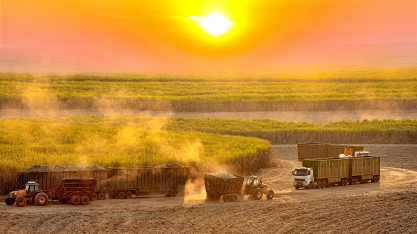 Safra Canavieira 2024-25 no Centro-Sul começa oficialmente em 1º de abril, mas o ritmo da colheita já está embalado