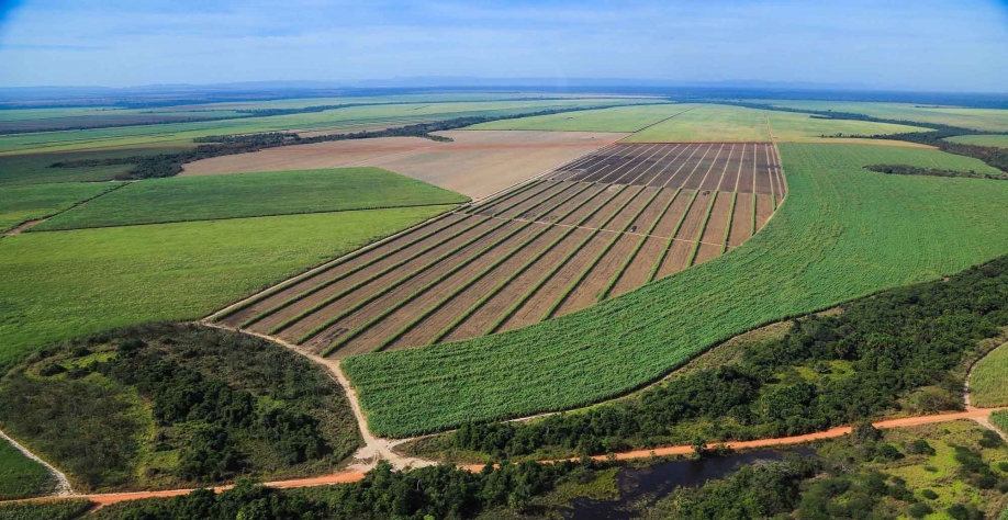 Organominerais na produção de cana-de-açúcar desempenham um papel significativo na promoção da cana regenerativa. Foto: Divulgação UISA