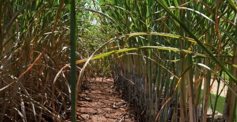 O desempenho 17% maior ao ciclo passado, coloca o MS como o 4º maior produtor de cana-de-açúcar - Crédito: Bruno Rezende e Mairinco de Pauda/Semadesc/Reprodução
