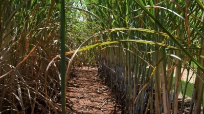 Safra de cana-de-açúcar no MS bate recorde de produção, com 50,5 milhões de toneladas