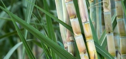 PL que inclui produtor independente de cana no repasse de valores dos CBios deve ser votado na CME da câmara após a páscoa, diz Orplana