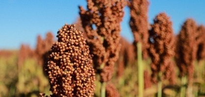 Cooperativa utiliza sorgo para produção de etanol em AL