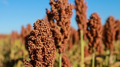 Cooperativa utiliza sorgo para produção de etanol em AL