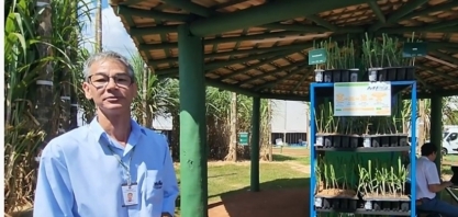 Mauro Xavier, do IAC, será debatedor na live: Inovações para a obtenção de canaviais com alto desempenho