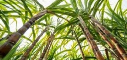 Cana impulsiona economia circular com produção de biometano