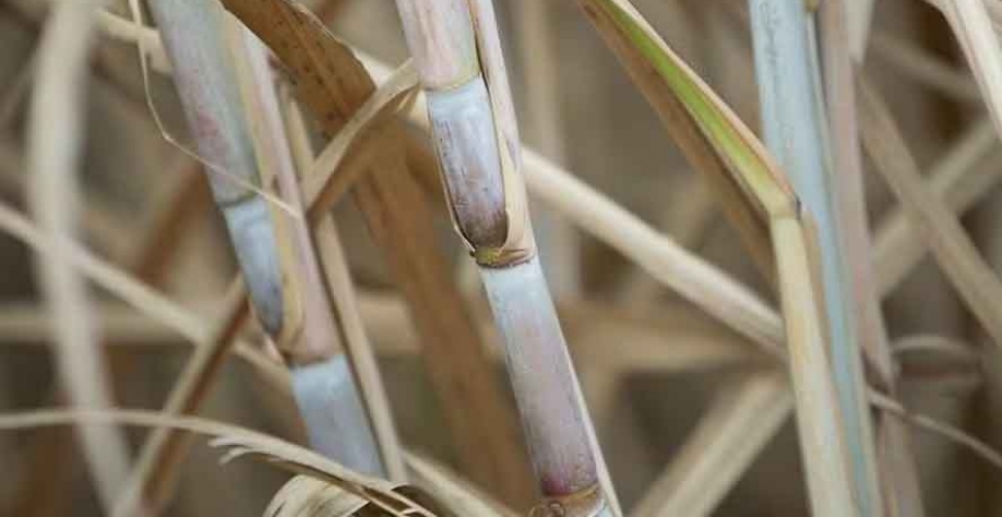 Segundo consultoria, processamento de cana-de-açúcar deve alcançar 610 milhões de toneladas — Foto: Wenderson Araujo/CNA