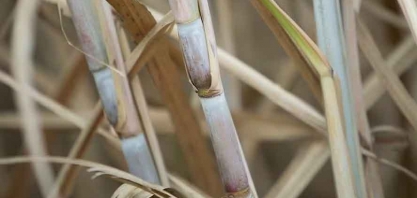 Chuvas abaixo do esperado devem afetar moagem de cana no Centro-Sul