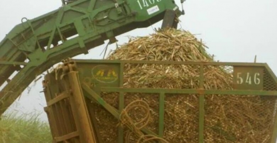 As informações serão utilizadas no 4° Levantamento de 2023/24 e no 1° Levantamento da safra 2024/2025 - Crédito: Reprodução/Neide Makiko/Embrapa