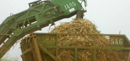 Conab inicia levantamentos da safra de cana-de-açúcar