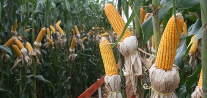 Unem/Datagro: indústria de etanol de milho reforça aposta na exportação de DDG