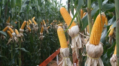 Unem/Datagro: indústria de etanol de milho reforça aposta na exportação de DDG