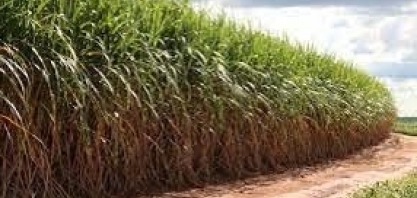 Brasília será palco do Seminário de Descarbonização