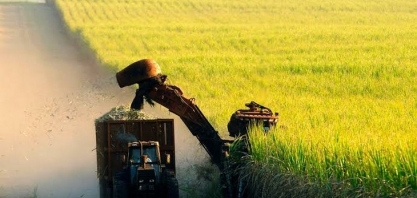 Moagem de cana-de-açúcar no Norte-Nordeste supera 52 milhões de toneladas