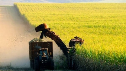 Moagem de cana-de-açúcar no Norte-Nordeste supera 52 milhões de toneladas