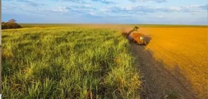 Cresce produção de açúcar e etanol hidratado no Norte-Nordeste
