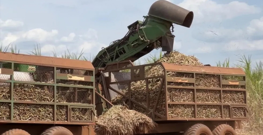 Colheita da cana em SP — Foto: Reprodução/TV TEM