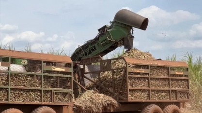 Chuvas abaixo da média devem afetar safra 24/25 da cana no Centro-Sul e reduzir oferta de açúcar e etanol, projeta consultoria