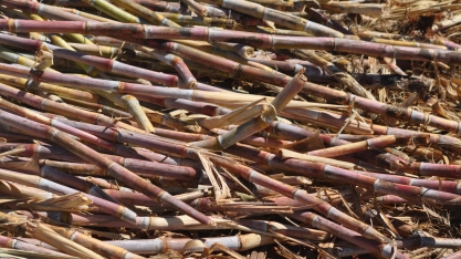 1º Seminário CanaMS enfatiza a importância dos tratos culturais de soqueiras