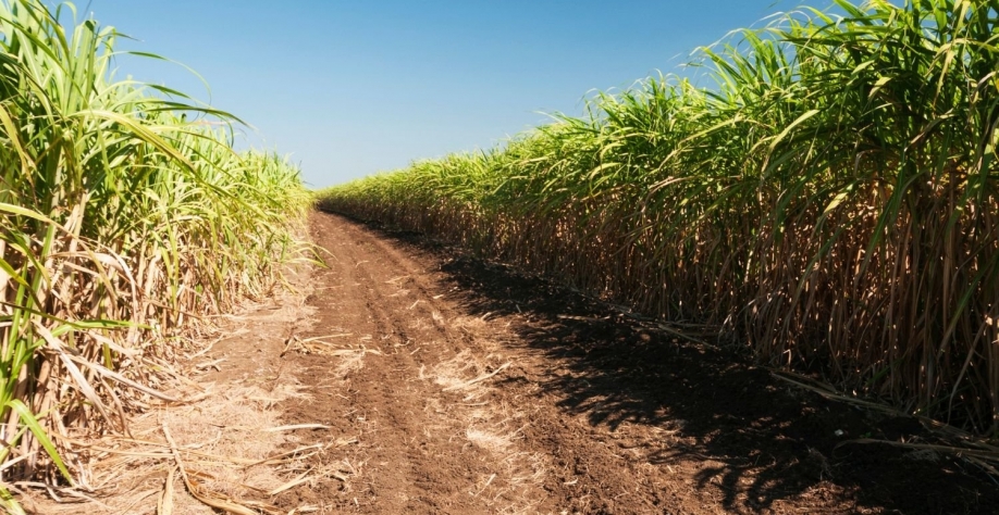 Plantação de cana-de-açúcar - canavial - Foto: Getty Images