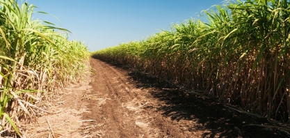 Safras de cana da Índia e Tailândia estão melhores do que o esperado, diz Wilmar