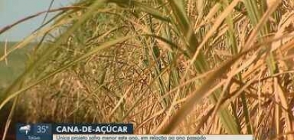Unica projeta safra de cana-de açúcar menor em 2024 na região de Ribeirão Preto