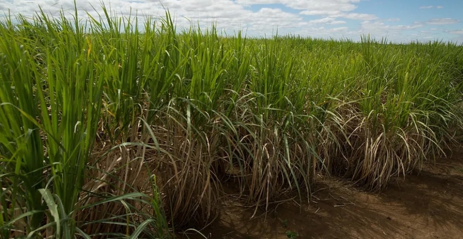 Anúncia marca a entrada da empresa no Estado de São Paulo, um dos principais polos de cana-de-açúcar do país — Foto: Wenderson Araujo/CNA