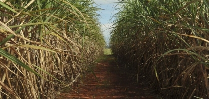 Aprovação do Combustível do Futuro na Câmara é passo decisivo rumo à bioeconomia