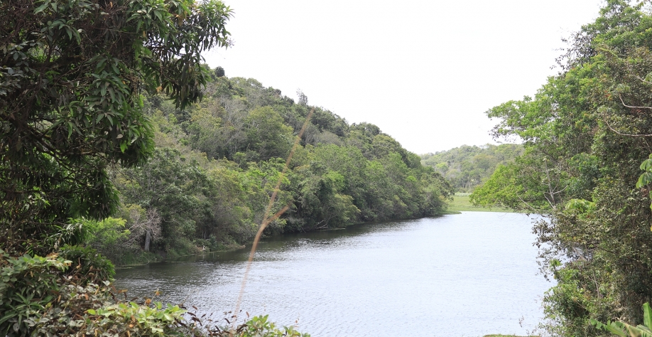 Preservação ambiental se tornou um dos principais pilares do setor sucroenergético alagoano - Foto: Assessoria