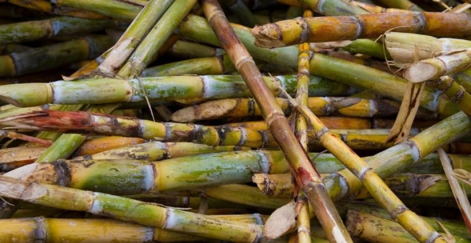 EUA devem importar em 2023/24 cerca de 750 mil toneladas métricas de açúcar. Getty Images 