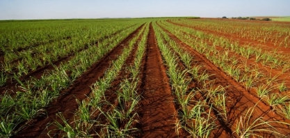 Semente vai mudar forma de plantio da cana usada no País há 500 anos, diz pesquisador