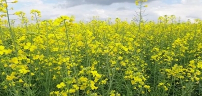 Embrapa e Bunge firmam parceria para desenvolver canola em áreas tropicais