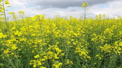 Embrapa e Bunge firmam parceria para desenvolver canola em áreas tropicais
