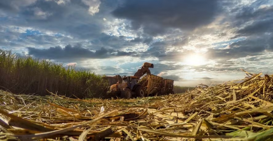 As usinas em atividade em Minas Gerais já produzem, por ano, 14% da produção de bioeletricidade no Brasil, utilizando a palha e o bagaço da cana — Foto: Getty Images