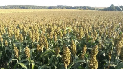 Nem milho, nem cana: empresa aposta em sorgo para aumentar a produção de etanol