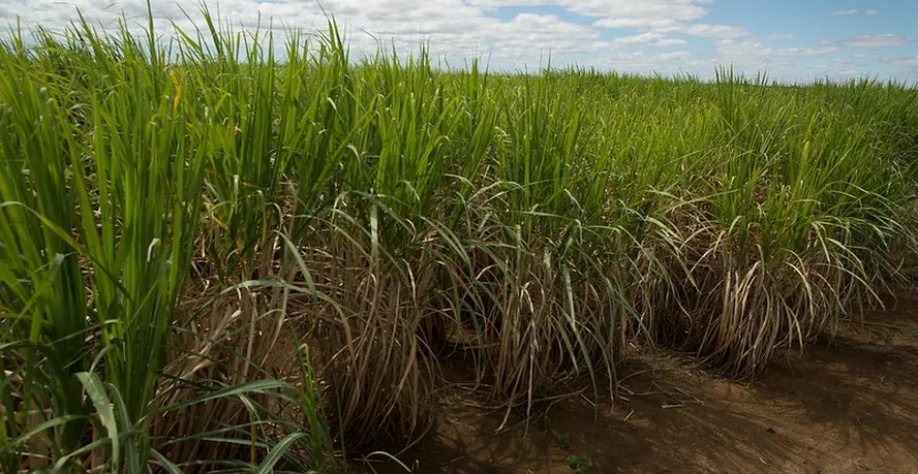 Chuvas no trimestre reduziram ritmo de moagem de cana e afetaram resultado do negócio no período — Foto: Wenderson Araujo/CNA