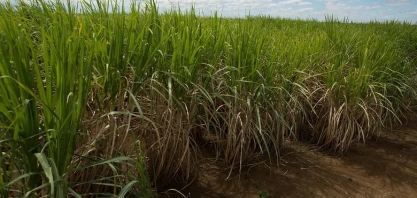Lucro da Adecoagro cresceu 30 vezes no 4º trimestre, para US$ 82 milhões