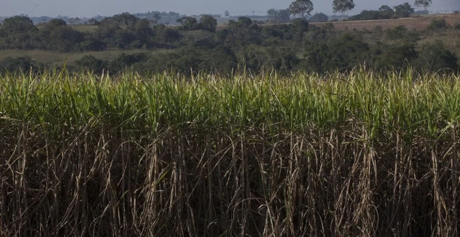 Principais derivados da cana-de-açúcar registraram reduções de preços na última semana — Foto: Marcelo Min
