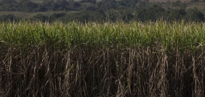 Preços do açúcar e do etanol sofrem queda na semana