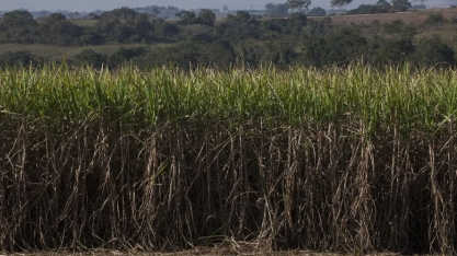 Preços do açúcar e do etanol sofrem queda na semana